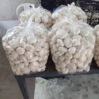 پخش قارچ ب قیمت کارخانه|خوردنی و آشامیدنی|کوهسار (البرز), |دیوار