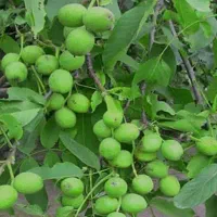 فروش نهال های گردو ژن وتیپ چهار ساله گلدانی سبز