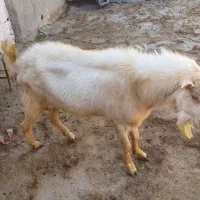 نربز سانن|حیوانات مزرعه|بلبان آباد, |دیوار