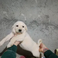 عراقی پژدر|سگ|اردبیل, |دیوار