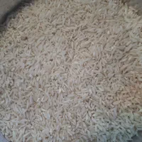 برنج طارم هاشمی محلی