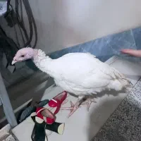 بوقلمون زنده