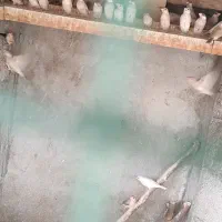 فنچ نرگسی شکلاتی