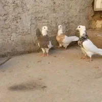 طوقی کرم اجری خال|پرنده|داران, |دیوار