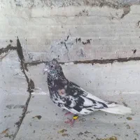 سرور دم سفید نر مست هوایی زرنگ