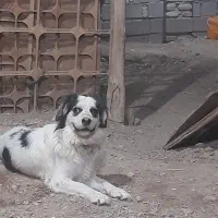 سگ پاکوتاه