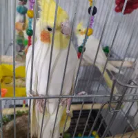 عروس هلندی نروماده با قفس و لانه