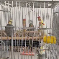 چهار عدد طوطی با قفس|پرنده|سنندج, |دیوار