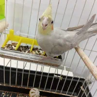 عروس هلندی|پرنده|زرندیه, |دیوار