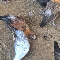 نیمچه مرغ خروس محلی گلپایگانی جهادی ۴و۵ ماهه|حیوانات مزرعه|تهران, کیانشهر|دیوار