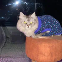 گربه خاص نژاددار|گربه|ساری, |دیوار