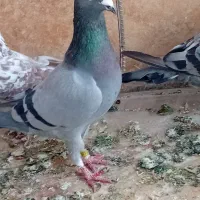 ۲ عدد کبوتر مسافتی