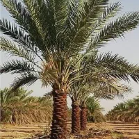 مجری در طرح کاشت نخل|خدمات باغبانی و درختکاری|بندرعباس, |دیوار