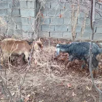 بز زاییده|حیوانات مزرعه|اسفراین, |دیوار