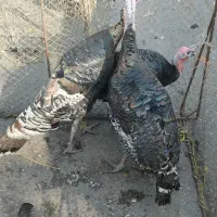 غاز.اوردک .مرغ و خروس بوقلمون ( زنده و پرکنده)|حیوانات مزرعه|رشت, فلسطین|دیوار