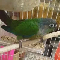 طوطی گرینیچک|پرنده|اهواز, کوی علوی|دیوار