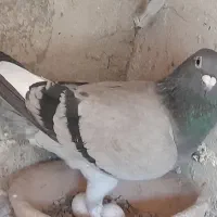 کبوترپلاکی اصلی|پرنده|فومن, |دیوار