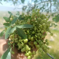 بنشه ی کوهی تازه ارگانیک