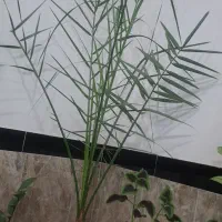 گل خانگی|گل و گیاه طبیعی|سردشت, |دیوار