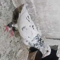 هفت رنگ سرور