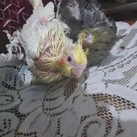 جوجه سرلاکی عروس هلندی