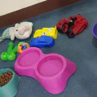 شیتزو کراس ۳ماه ماده