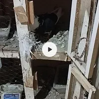 تعدادی کفتراس فقط حیوان بازپیام بده بیکارنیادا|پرنده|اسلام‌شهر, شهرک توحید|دیوار