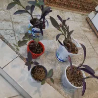 ۵تا گل برگ بیدی