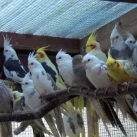 عروس هلندی پیدا شده