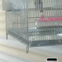 پرنده سهره|پرنده|شاهین‌شهر, نبوت|دیوار