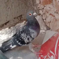 کفتر مسافتی|پرنده|بیرجند, |دیوار