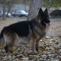 توله ژرمن|سگ|شهریار, شهریار|دیوار