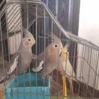 عروسهلندی|پرنده|شیراز, فضل‌آباد|دیوار