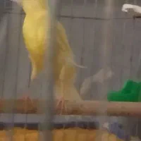 قناری ماده پابلند و اماده اماده