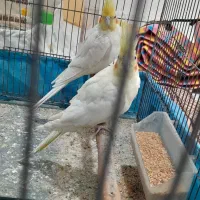 طوطی عروس لوتینو مولد|پرنده|شوشتر, |دیوار