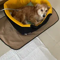 سگ آشپیتز ماده|سگ|رشت, گلسار|دیوار