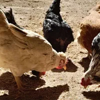 مرغ لری|حیوانات مزرعه|فرخ‌شهر, |دیوار