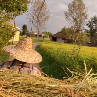 برنج درشت سر لاشه و نیم دانه هاشمی سورت شده