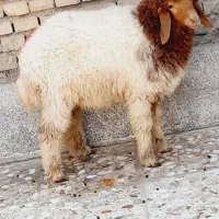 گوسفند‌یابره‌عربی