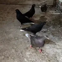 توضیحات و بخون بعد پیام بده