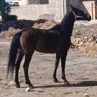 گمشده