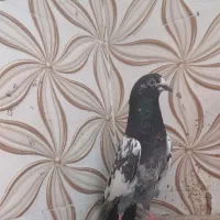 کبوتر چینا تیدی|پرنده|بوشهر, |دیوار