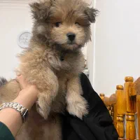 واگذاری سگ|سگ|مشهد, گوهرشاد|دیوار