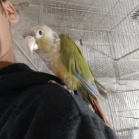 گرینجیک|پرنده|قم, باغ اشرافی|دیوار