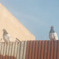 کبوتر پرشی|پرنده|فردیس, فردیس|دیوار