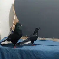 جفت سینه ای درشت و هیکلی|پرنده|اهواز, کمپلو شمالی|دیوار