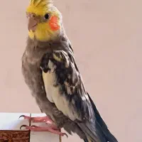 عروس هلندی نر سخنگو