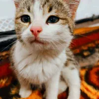 یه گربه خانگی|گربه|ارومیه, |دیوار