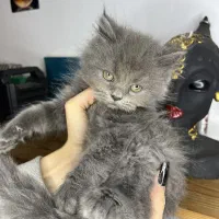 بچه گربه بریتیش اسکاتیش