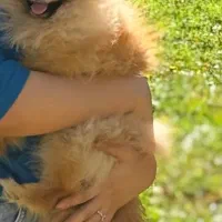 فروش پامر خرسی جذاب|سگ|اردبیل, |دیوار